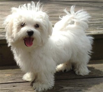 cute-maltese-dog